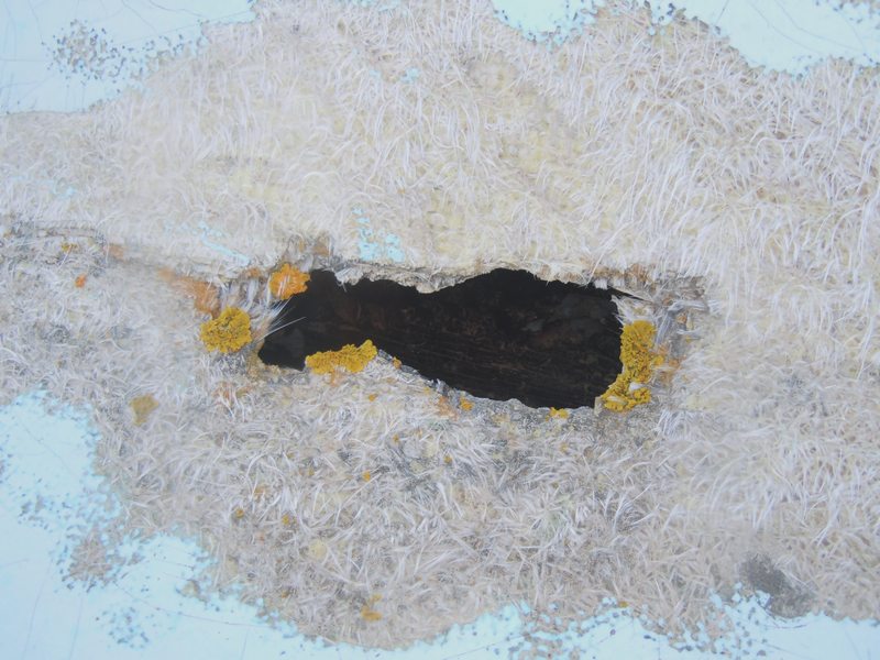 licheni ...e vetroresina, dalla Gallura